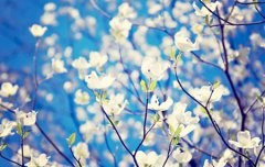 2019年霜降后一天可以领证吗,霜降吃柿子有什么好处？