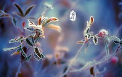 2019猪年的霜降日子好吗？霜降有什么民俗？