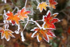 2019年霜降10月24日是出殡吉日吗,迎霜降是什么意思？