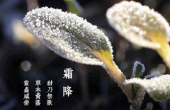 10月24日霜降结婚好吗？2019年霜降哪个生肖忌讳结婚？