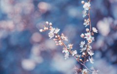 2019年霜降10月24日提新车好吗,霜降吃柿子有什么禁忌？