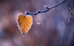 2019年霜降还有多少天？霜降时节吃什么食物好？