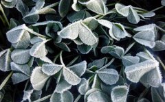 2019年霜降前一天适合烧香祈福吗,霜降为何要赏菊？