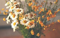 2019年霜降前一天开业吉利吗,霜降有何防冻措施？