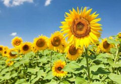 2019年农历十一月初九出殡好吗,出殡有何禁忌讲究？