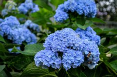 2019年农历十一月初九日子是吉日吗,今天不宜做什么？