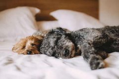 2019年农历十一月初一安床好吗,安床有哪些风水讲究？