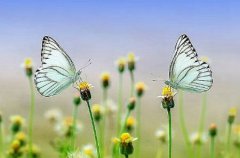 2019年阴历十月二十九日子好不好,今天是不是黄道吉日？