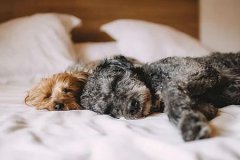 2019年阴历十月二十三日子安床好吗,安床风水宜忌解析！