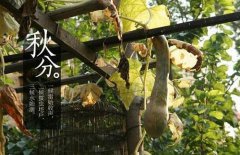 2019年几时几分进入秋分时间查询！秋分时南北方有什么含义