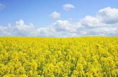 2019年阴历十月二十不宜出殡吗,今日各个时辰宜忌解析！