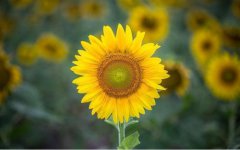 2019年属猪十一月二十五出生的宝宝属于什么星座适合什么职业？