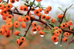 2019年寒露后一天10月9日是结婚好日子吗,还有几天寒露？