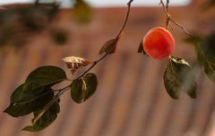 2019年寒露10月8日二手房搬家好不好,寒露有哪些习俗？