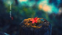 第16节气秋分在十二生肖中是什么？秋分节气解读