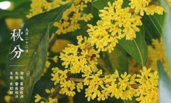 2019年秋分出生的人是纯阴命吗，什么是纯阴命？