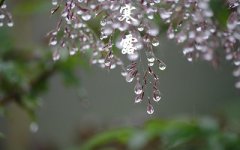 出生在10月8日寒露节气的属龙人命理解析！