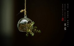 寒露节气出生的属鼠人命运怎么样？