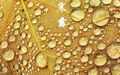 生肖属羊的人寒露节气出生好不好，命运好吗？