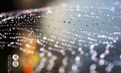 出生在10月8日寒露节气生肖属狗的人命理解析！