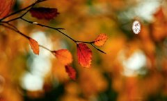 2019年秋分出生的猪宝宝好吗，缺什么五行？