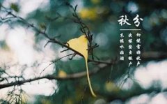 2019年秋分节气出生的人命理和运势解析