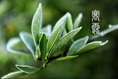 寒露节气是在什么季节，什么叫“寒露不算冷,霜降变了天”？