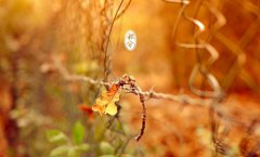 2019年9月23日秋分日上坟好不好,秋分为何要吃秋菜?