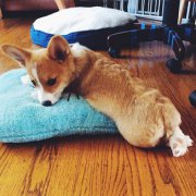 属狗的人国庆节出生命好不好?