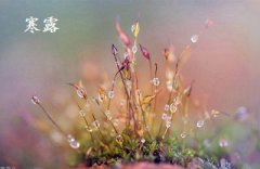 寒露是什么意思?寒露过后是什么季节?