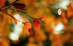 2019秋分可以理发吗？秋分的禁忌和适宜