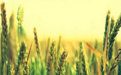 白露节气养生，秋天白露前后煲什么汤？