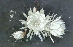 白露名字的由来,白露和寒露的区别