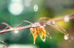 白露后面的节气是什么是秋分吗?