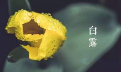 白露是第几个节气,2019年白露节气适合艾灸吗？