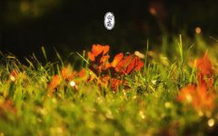 白露节气种什么蔬菜水果？2019年白露是在八月吗？