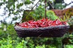 2019年农历八月初十白露日子好不好,2019年白露是乔迁吉日吗？