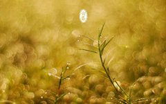 白露养生吃什么食物好？白露有什么水果蔬菜？