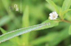 2019年白露是什么季节，白露出生的人命运怎样？