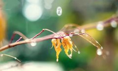 2019年白露还热吗,白露出生的猪宝宝好吗?