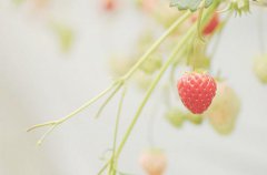 2019猪年农历九月二十七出生的人星座属性和基本分析!