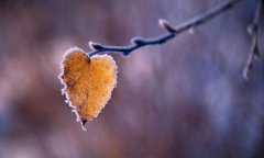 2019年霜降后一天九月廿七装修房子好吗,霜降有何气候特点？