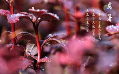 处暑热吗？处暑热还是大暑热？