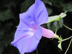 2019年阴历九月廿九是修坟吉日吗,阴宅修坟有何讲究？