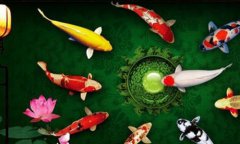 2019己亥猪年阴历九月十七出生的人星座属性！命运运势分析