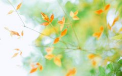 2019己亥年阴历九月十一出生的人星座及命运解析!