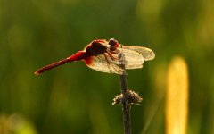 2019年农历九月出生的猪好吗？农历九月出生的女人命运如何？