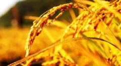 2019年处暑节气不能下水田地吗？老黄历今日卦象