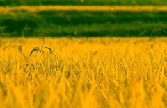 2019年农历九月适合祭祀祭祖的好日子是哪几天?