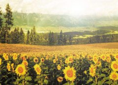 2019猪年在农历九月初九出生的孩子是什么星座？A型血星座性格特点